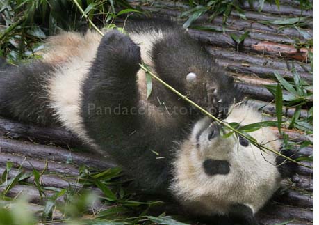 Panda cubs playing at Chengdu Research Base of Giant Panda Breeding 